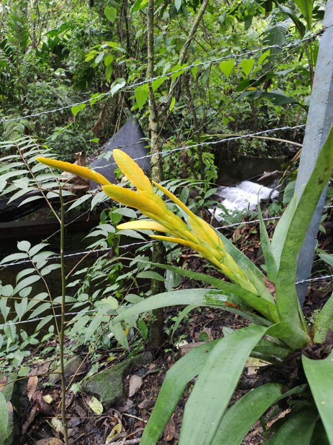 Flor nativa en la Reserva La Montañuela, cuidada por la Junta de Ornato